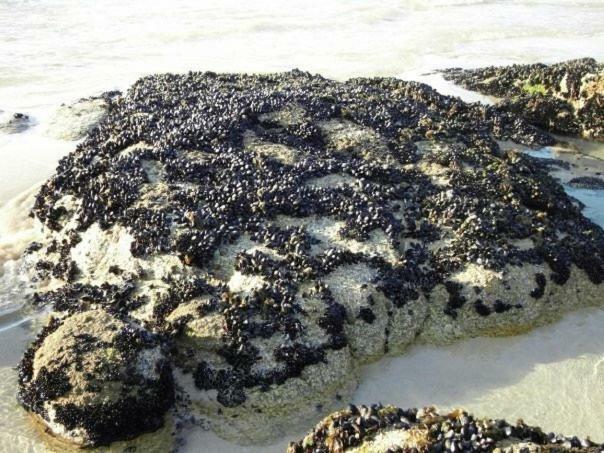 Penisqueira Lägenhet Ribeira Exteriör bild